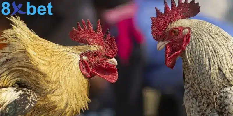 Đá gà trực tiếp - Giải trí kịch tính và đổi đời nhanh chóng