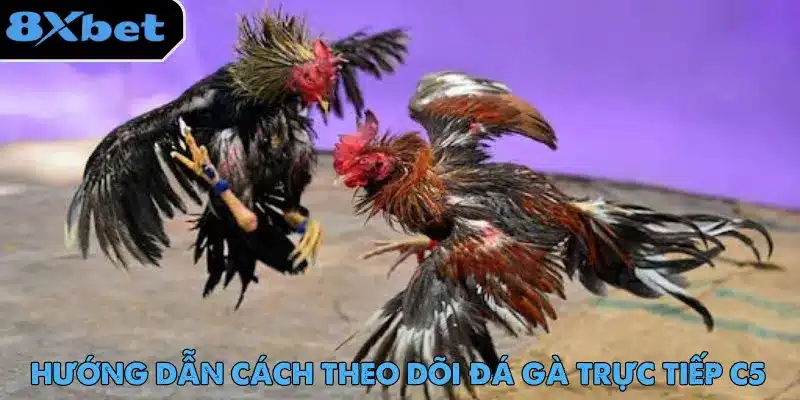 Đá Gà Trực Tiếp C5 - Trải Nghiệm Cược Hot Nhất 2025 Đá gà trực tiếp C5 có lượng người dùng lớn và phản hồi tích cực về dịch vụ