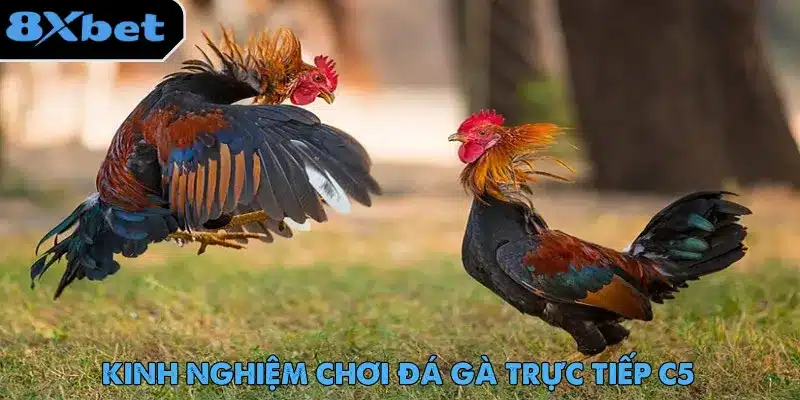 Đá Gà Trực Tiếp C5 - Trải Nghiệm Cược Hot Nhất 2025 Đá gà trực tiếp C5 cùng những mẹo hay dành cho tân binh cá cược